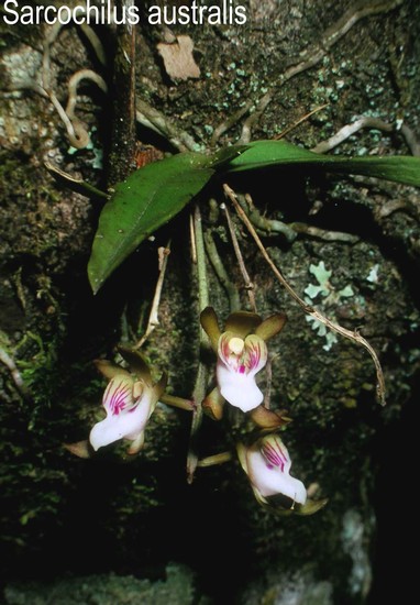 Sarcochilus australis